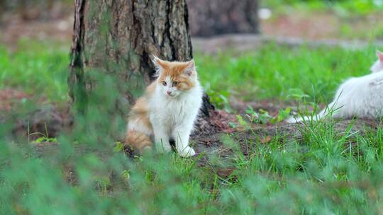 公园里野生流浪的橘猫