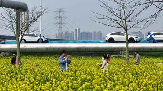 中国广东省广州市南沙区东涌油菜花