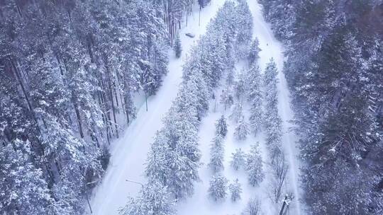 美丽的白雪覆盖的森林小径
