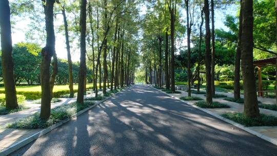 植物园公园树荫林荫大道林间小路观光步道