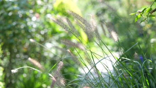 花草杂草鲜花绿植微距特写