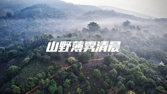 西双版纳勐海 山间工厂 云南茶山风光