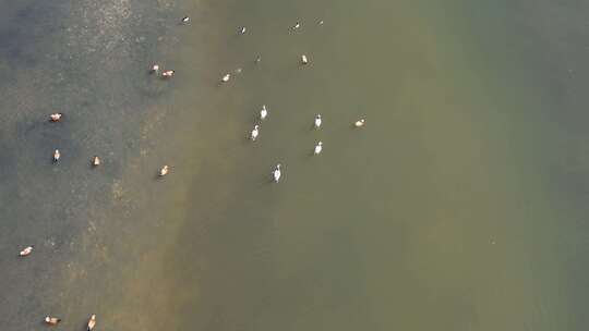 青海青海湖湖面飞鸟航拍视频