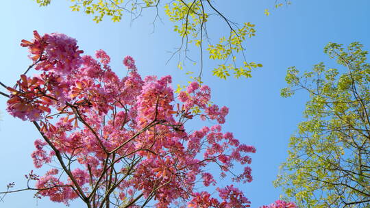 春天春暖花开仰视紫花风铃木满树红花视频素材模板下载