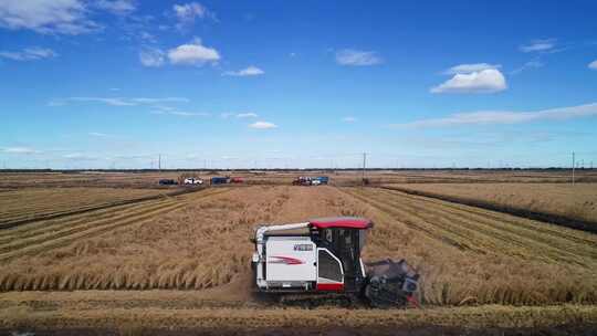航拍三农业北大荒秋季粮食丰收获水稻收割机