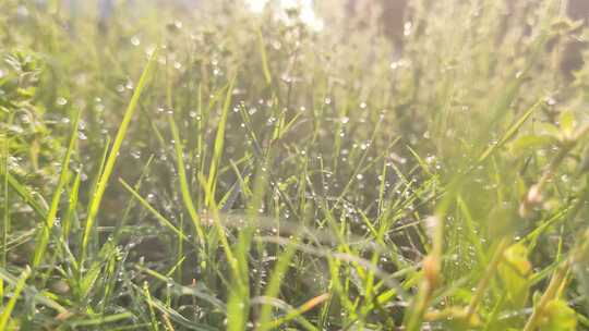 清晨唯美草地雨露逆光唯美日出水滴舒缓抒情