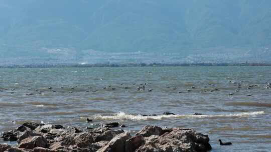 湖面海鸥