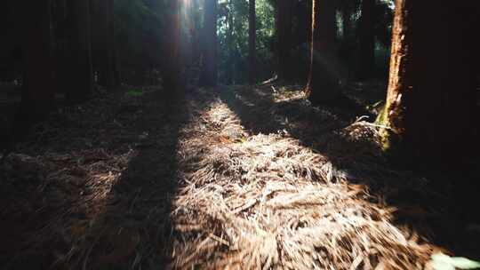 阳光森林、森林光影、松树林树影实拍