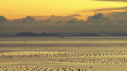 海边日落时分的海面与鸟群