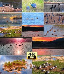 落日余晖水面觅食嬉戏水鸟高清在线视频素材下载