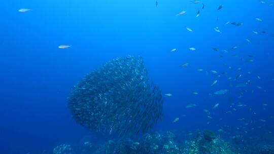 海底鱼群 沙丁鱼风暴