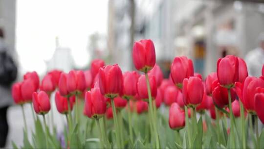 鲜红的郁金香花束