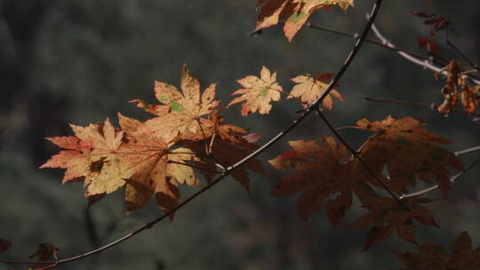 深秋 初冬 山中枫树红叶 残叶随风摆动视频素材模板下载