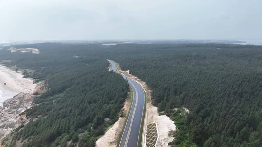 穿过海边森林的公路