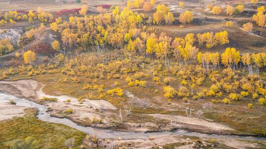 内蒙古乌兰布统大草原阳光下的树木牛羊延时