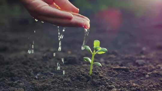 手浇灌植物幼苗视频素材模板下载