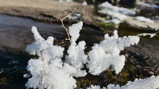 河边植物上覆盖的积雪特写