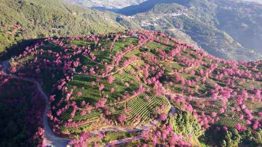 云南大理无量山樱花谷日出冬樱花和茶园航拍