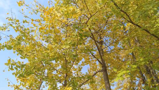 美景秋天美丽银杏树