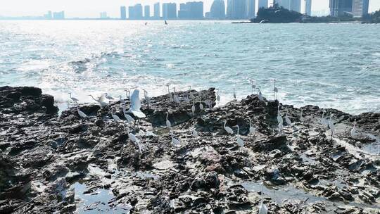 白鹤礁石海浪