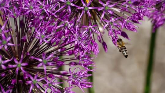 一只在一朵紫花上工作的蜜蜂
