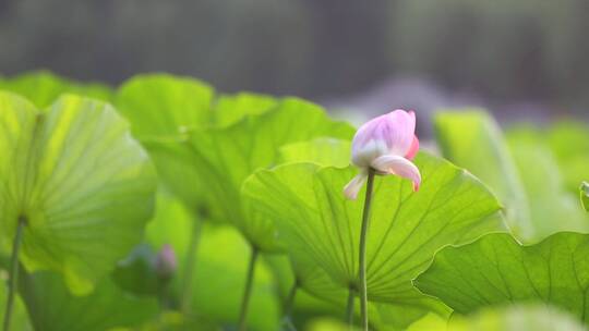 济南大明湖景区荷花荷叶