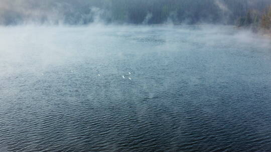 雾气腾腾的湖面上飞过几只白鹭 中国风