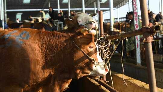 4k肉牛交易市场  牲畜交易 牛市卖牛航拍