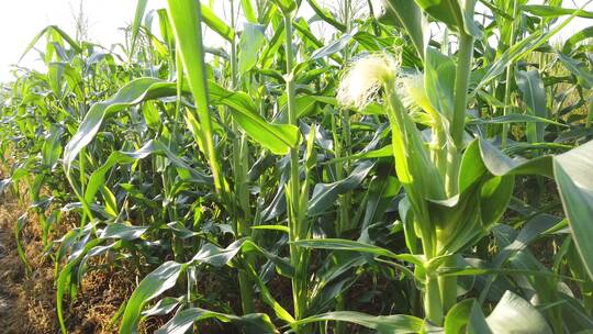 乡村田园玉米种植高粱地4k实拍