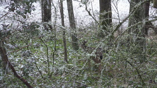 下雪天森林里的麋鹿