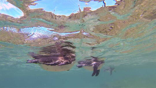 企鹅在水下游泳