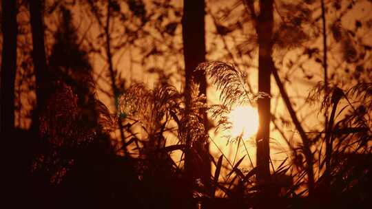 夕阳芦苇随风飘荡视频素材模板下载