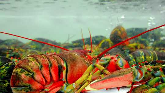 澳洲大龙虾 海鲜 食品 食材 龙虾