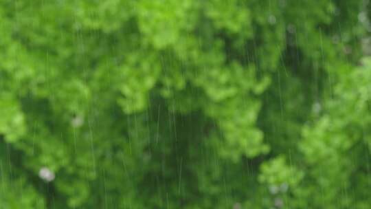 4K拍摄梅雨季节唯美雨景雨珠特写