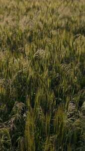 绿色麦地麦子种植