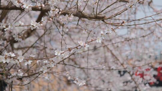 春天在微风中盛开的桃花视频素材模板下载