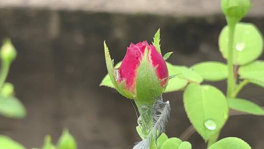 雨中唯美月季花花蕾