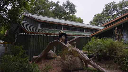 2024广州动物园游览游客大熊猫视频素材模板下载
