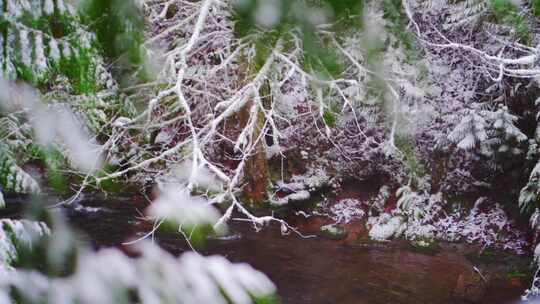 雪林中的溪流