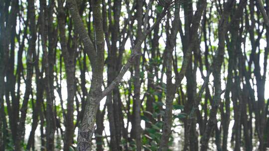 水生植物红树林树干虚实密密麻麻