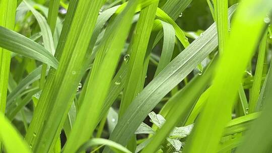 绿色小草植物叶子