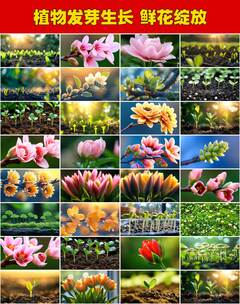 万物生长破土而出的生命力蓬勃生机生机勃勃高清在线视频素材下载