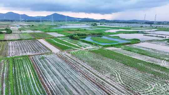 农业丰收稻田中的白鹤生态自然