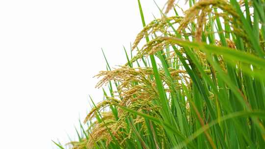 水稻稻田大米丰收