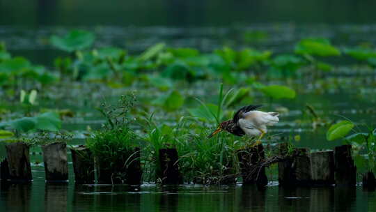 湿地公园的池鹭