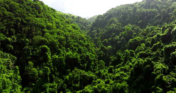 茂密的丛林植被，荒野环境，Nusa Pe