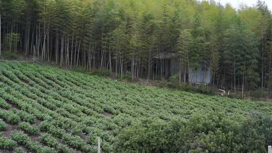 茶叶 茶 品茶 采茶制茶 茶山 摘茶视频素材模板下载