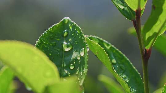 茶山茶园红茶绿茶茶叶种植视频素材模板下载