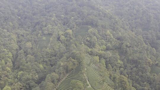 杭州西湖梅家坞茶园茶山