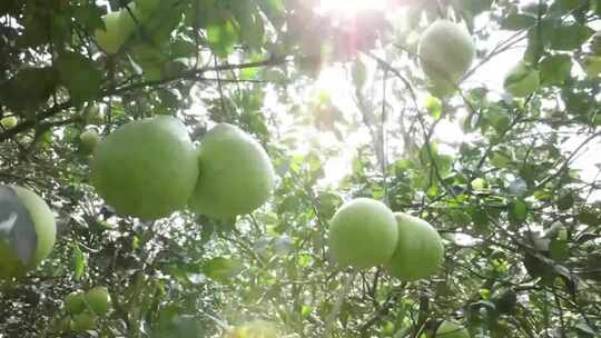 柚子树挂果与采摘